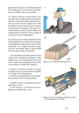 Charger l'image dans la galerie, Le ligament croisé postérieur